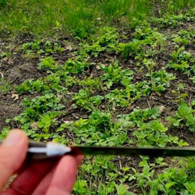 Parduodamas Paso Picaso nerestauruotas virtuvinis peilis – tiesiai iš Japonijos